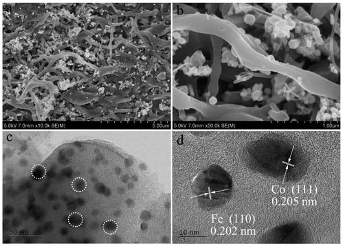 co-fe-cnfs催化劑在硫酸根自由基氧化技術(shù)及人體干細(xì)胞技術(shù)開發(fā)與應(yīng)用中的前沿進(jìn)展