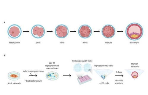 從干細(xì)胞到器官再生 日本人與動(dòng)物嵌合胚胎試驗(yàn)的技術(shù)路徑與倫理邊界